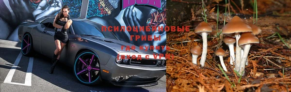 дурь Аркадак